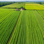 **A drone surveying a lush green agricultural field in Thailand.** The image should showcase the drone in flight, capturing an aerial view of the farmland with various crops and fields. The scene should be bright and sunny, emphasizing the technology's role in modern agriculture.